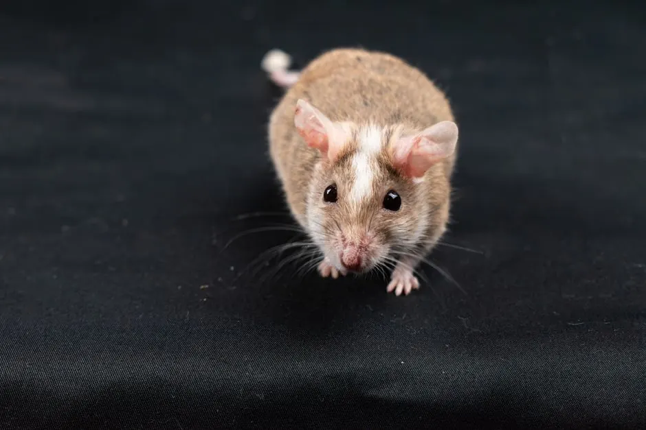 Attic rodent removal