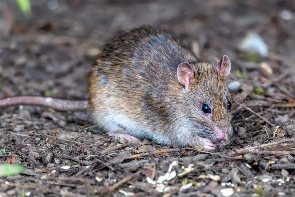 Sanford Rodent Control technician on site