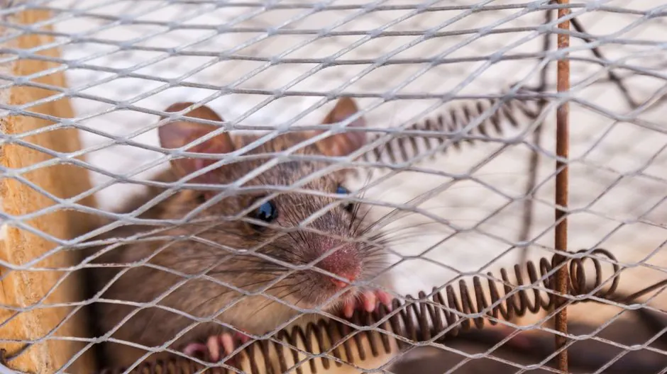 Rat Control